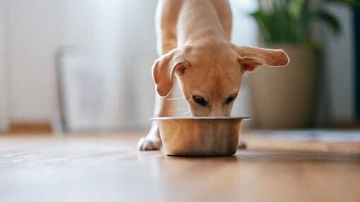 Feeding turkey shop to dogs